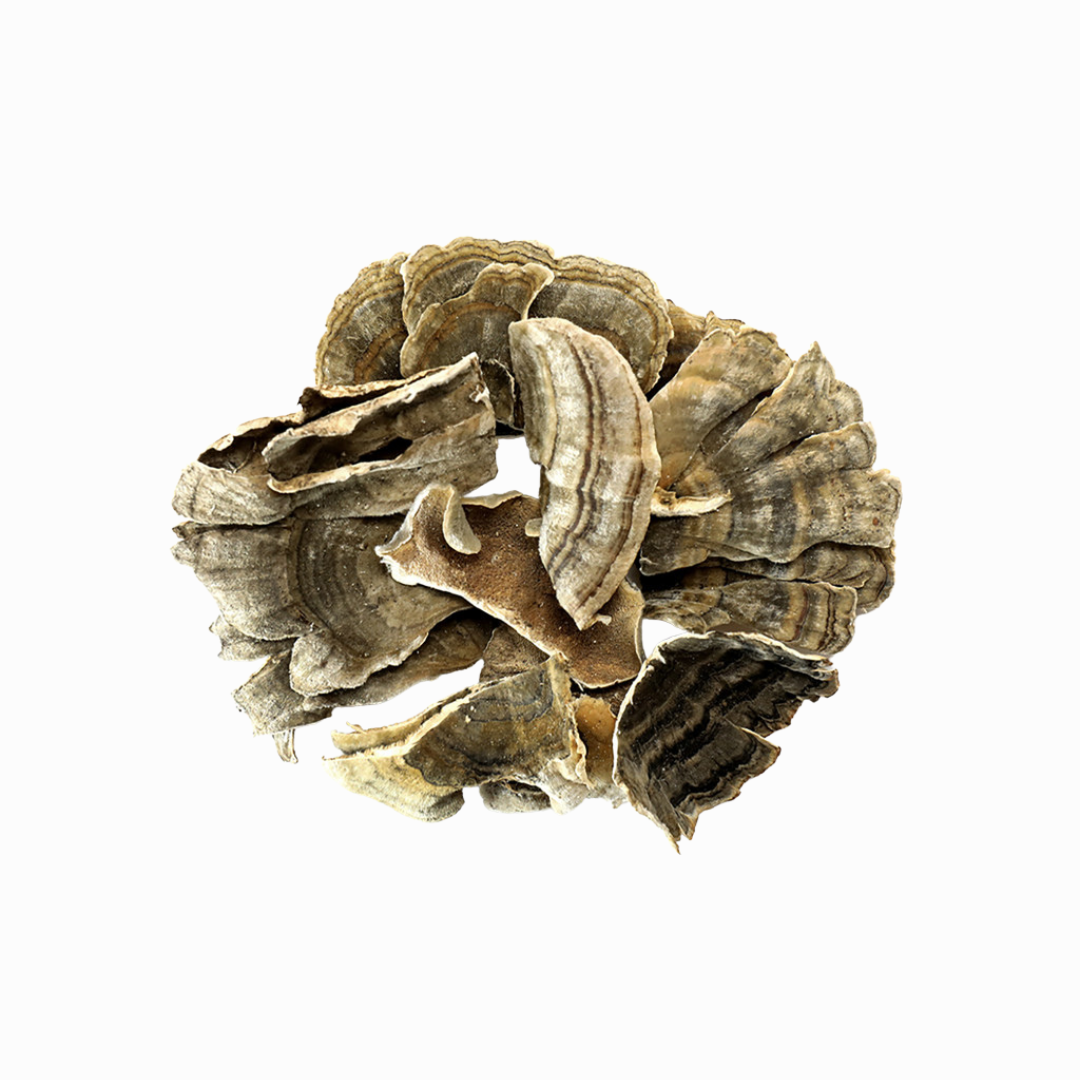 Turkey Tail Mushroom