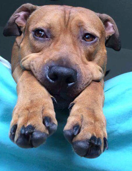 Fur Baby Blends - Sunshine Organic Herbals LLC