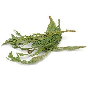 Cedar Tips - Western Red
