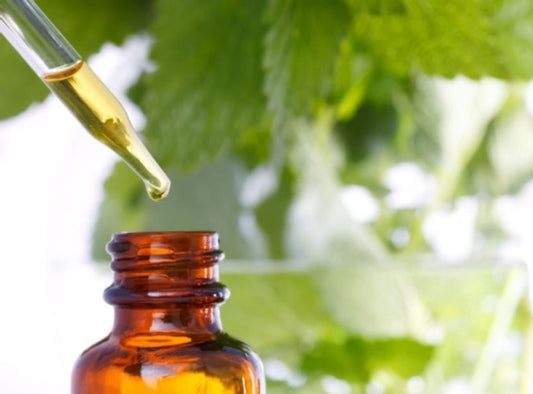 Urinary Tract Support Extract - Sunshine Organic Herbals LLC
