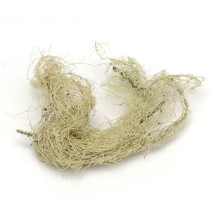 Usnea